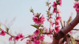 人間四月芳菲盡，桃花朵朵映中聯(lián)！